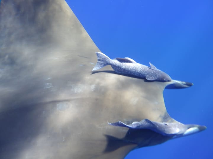 Scuba diving in Princess Alice Bank, Azores - all you need to know